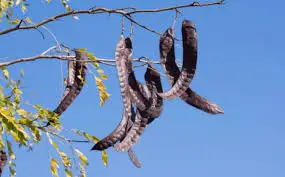 DRIED LOCUST/ DRIED GLEDITSIA/ HONEY LOCUST  VIET NAM   [HELEN +84 346 922 313]