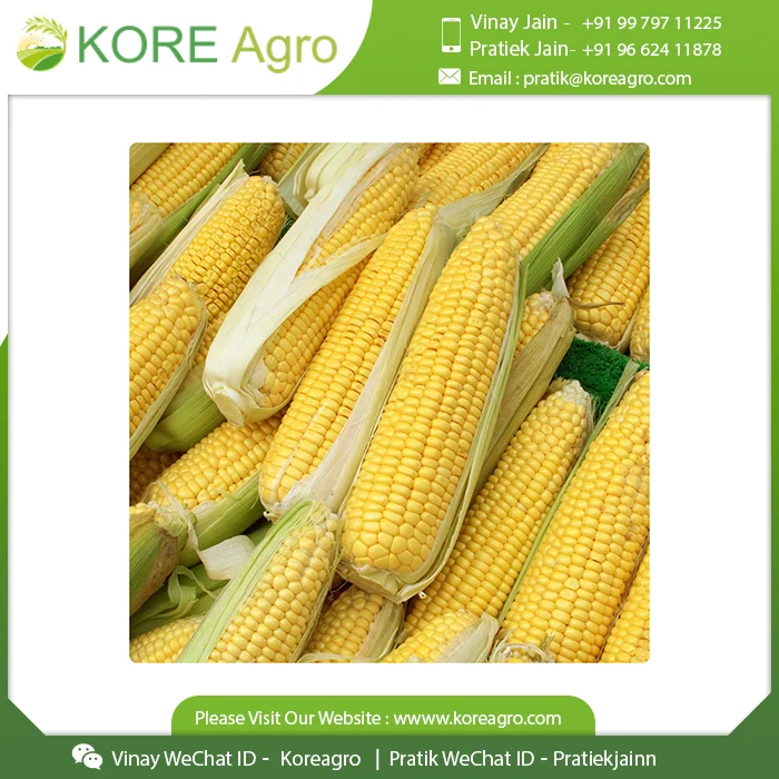 
Non-Glutinous Yellow Corn Maize Seeds 100% Natural Quality Corn Seeds For Poultry Animal Meal 