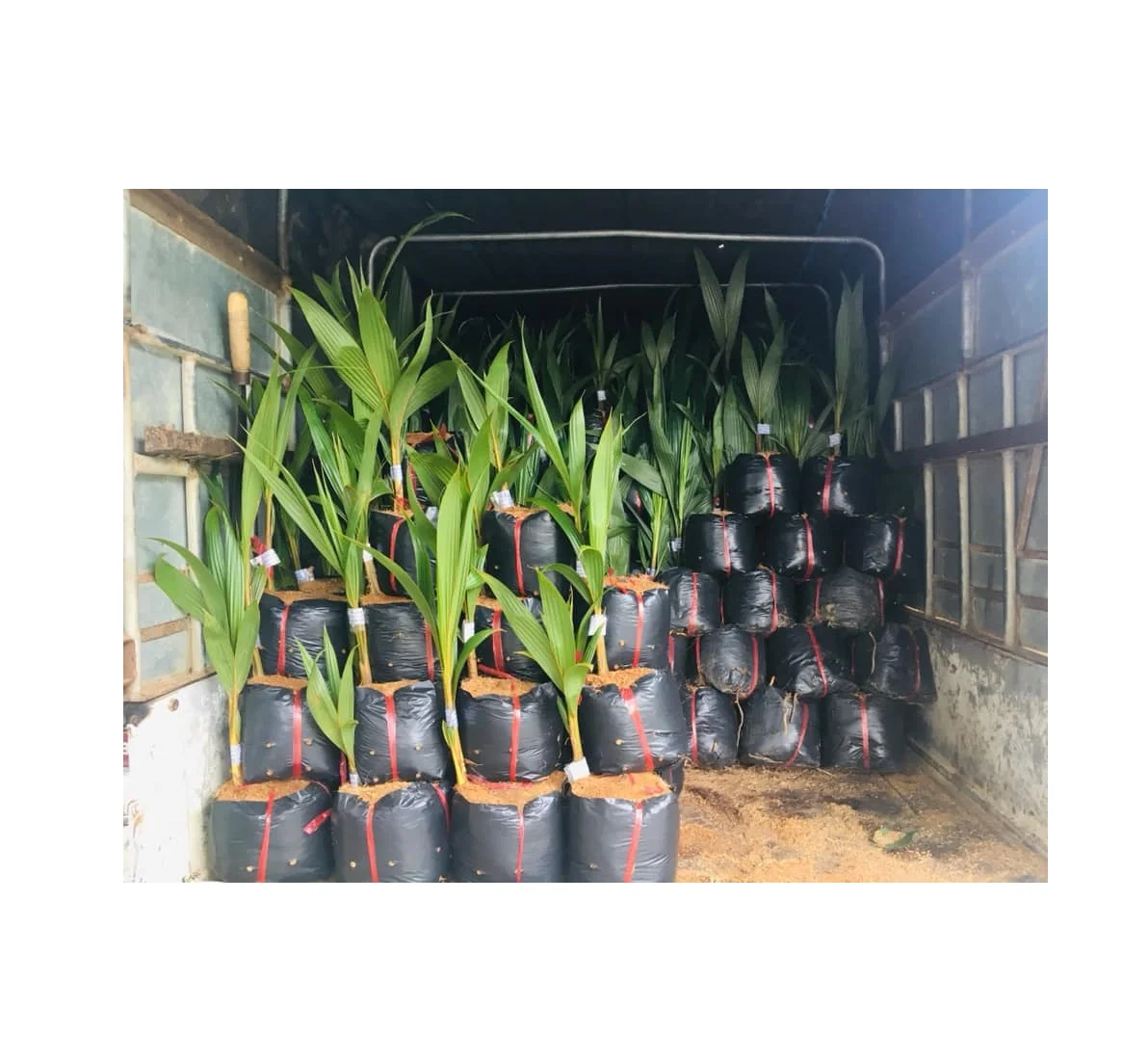 
Распродажа 2021 рассады кокосового дерева/зеленый сиамский кокос различных типов из Вьетнама // Рейчел: + 84896436456 