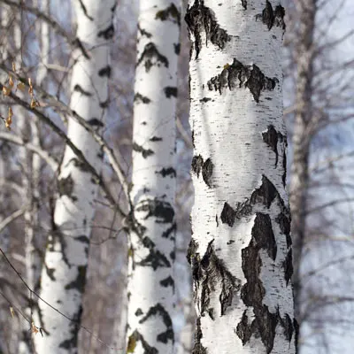 Silver-birch-B.jpg