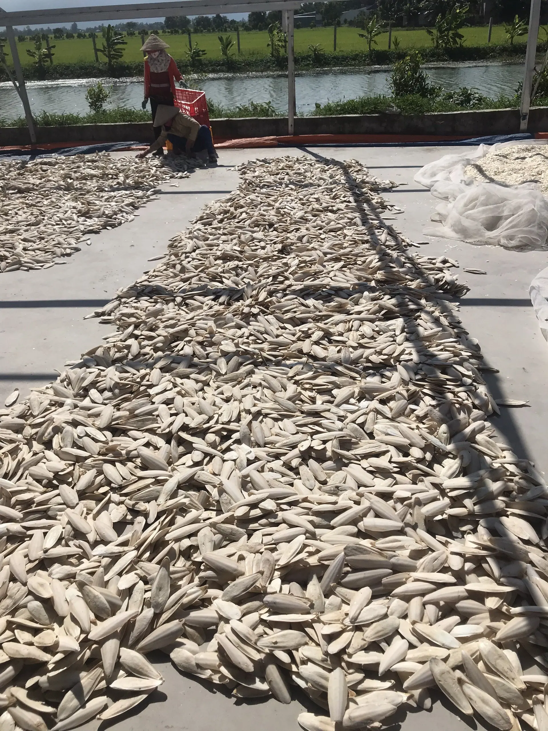 Sepia Powder/ Premium Cuttlefish Bone Powder/ Natural Sepia Bone Powder Ms.Lucy +84 929 397 651