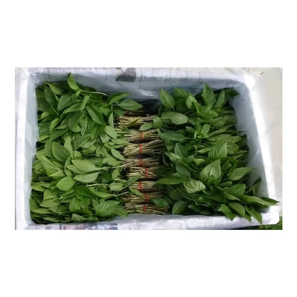 Plant Herb supplement of Holy Basil variety advantage with Best Quality from Thailand