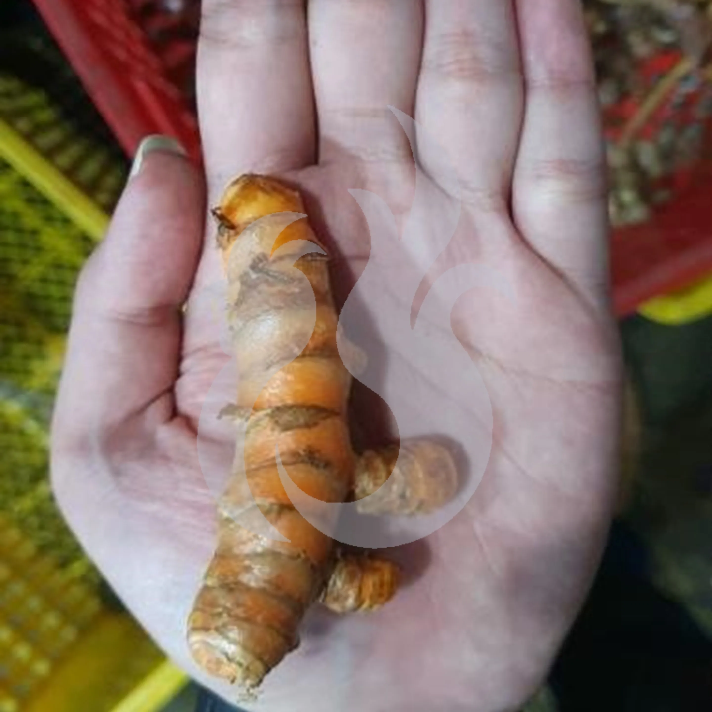 
Best Dry Turmeric Spices From Indonesia 