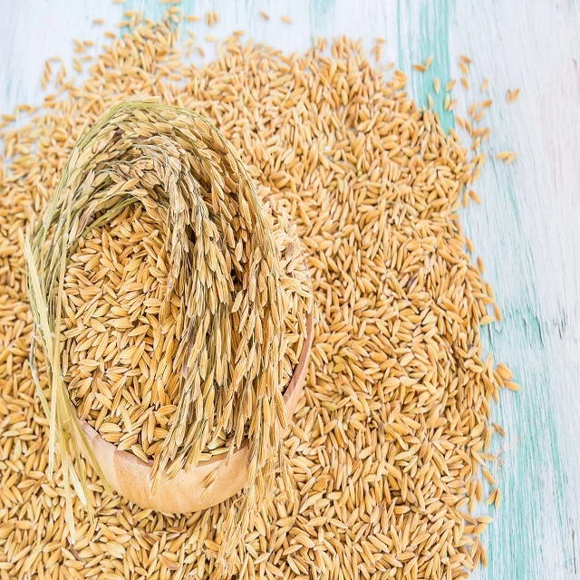 Рани риса (необработанный риса) 3 5 oz (100g) ~ все естественные | Веганских материалов Поток клейковины количественная чистые NON-GMO Бразилия происхождения