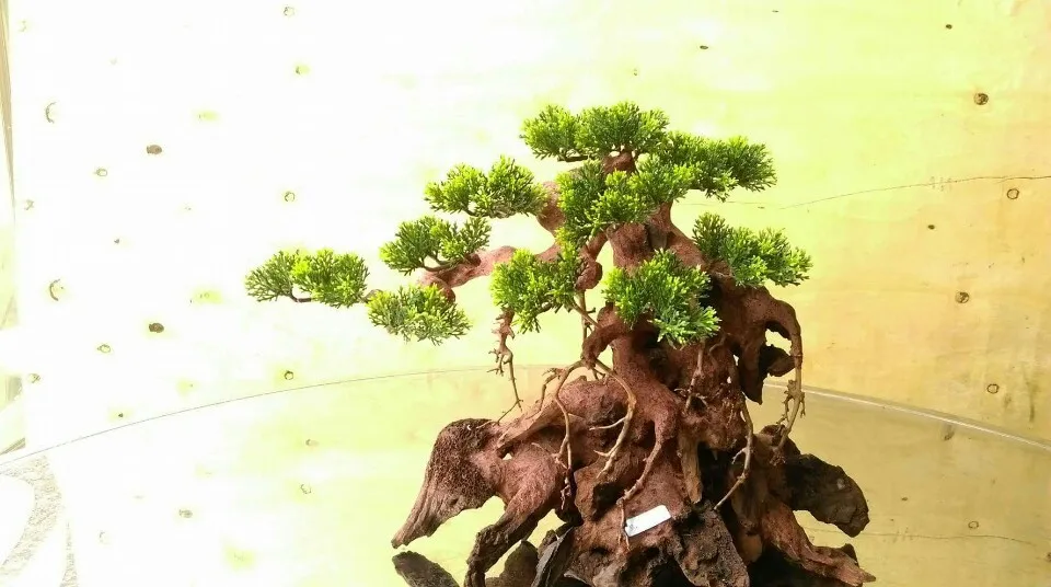 2024 популярные товары аквариума аксессуары для бонсай коряги украшения WhatsApp + 84 961005832