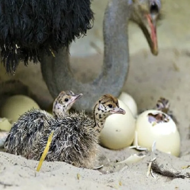 OSTRICH EGGS