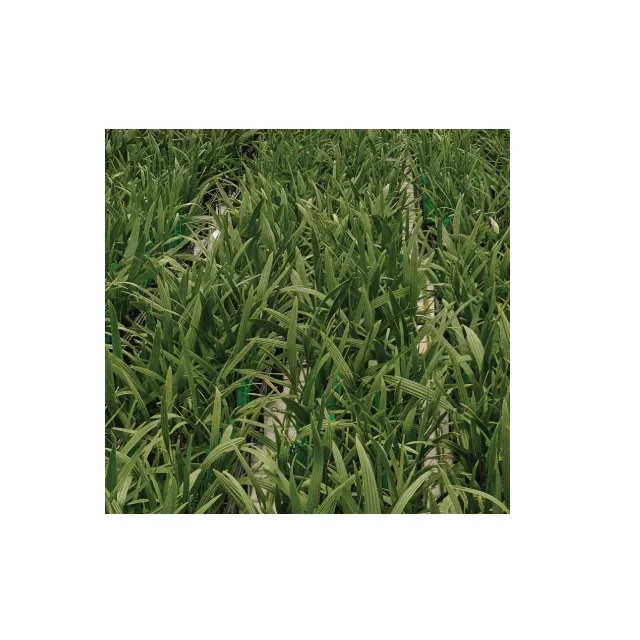 Best quality Plant Palm Tissue Culture Date Seedlings