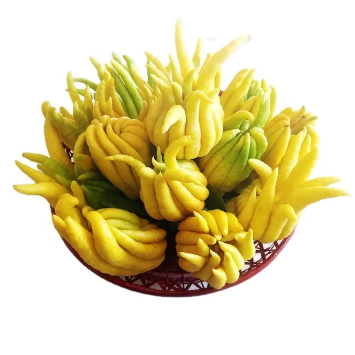 
 Высокое качество пальчиковые фруктовые деревья саженцы живые растения дерево цитрусовые медика  