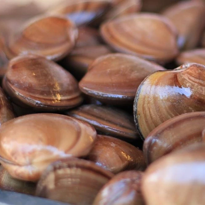 
High Quality Fresh Seafood Wild Live Shellfish White Pismo Clams 