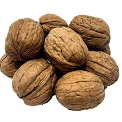 
Raw Fresh Whole Shell Walnuts Kernels Good Quality Raw Walnut 