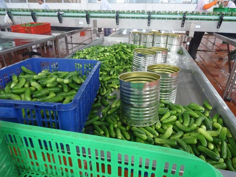 Vietnamese canned Pickled Cornichons/ CUCUMBER/ gherkin in A10 tin Sour Crunchy Taste BAN MAI PRIVATE BRAND COMPETITIVE PRICES
