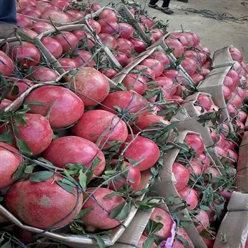 
Hot Selling 100% Natural Fresh Egypt Natural Pomegranate Fruit 