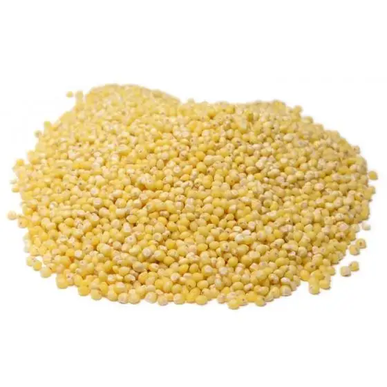Yellow Millets Crop