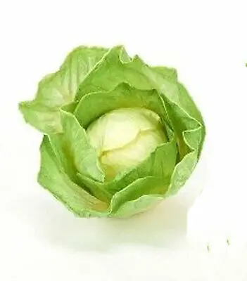 
High Quality Big Size 25cm Length New Crop Fresh Celeri Organic Chinese Cabbage From Australia 