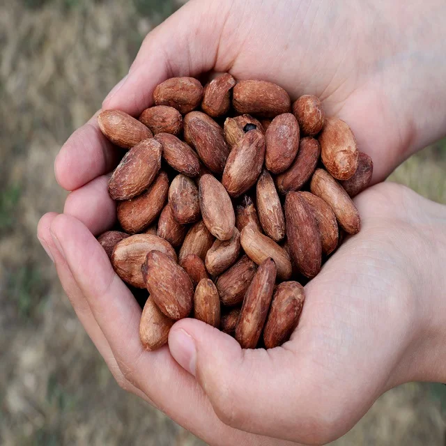 Какао бобы сушеные какао Criollo органические