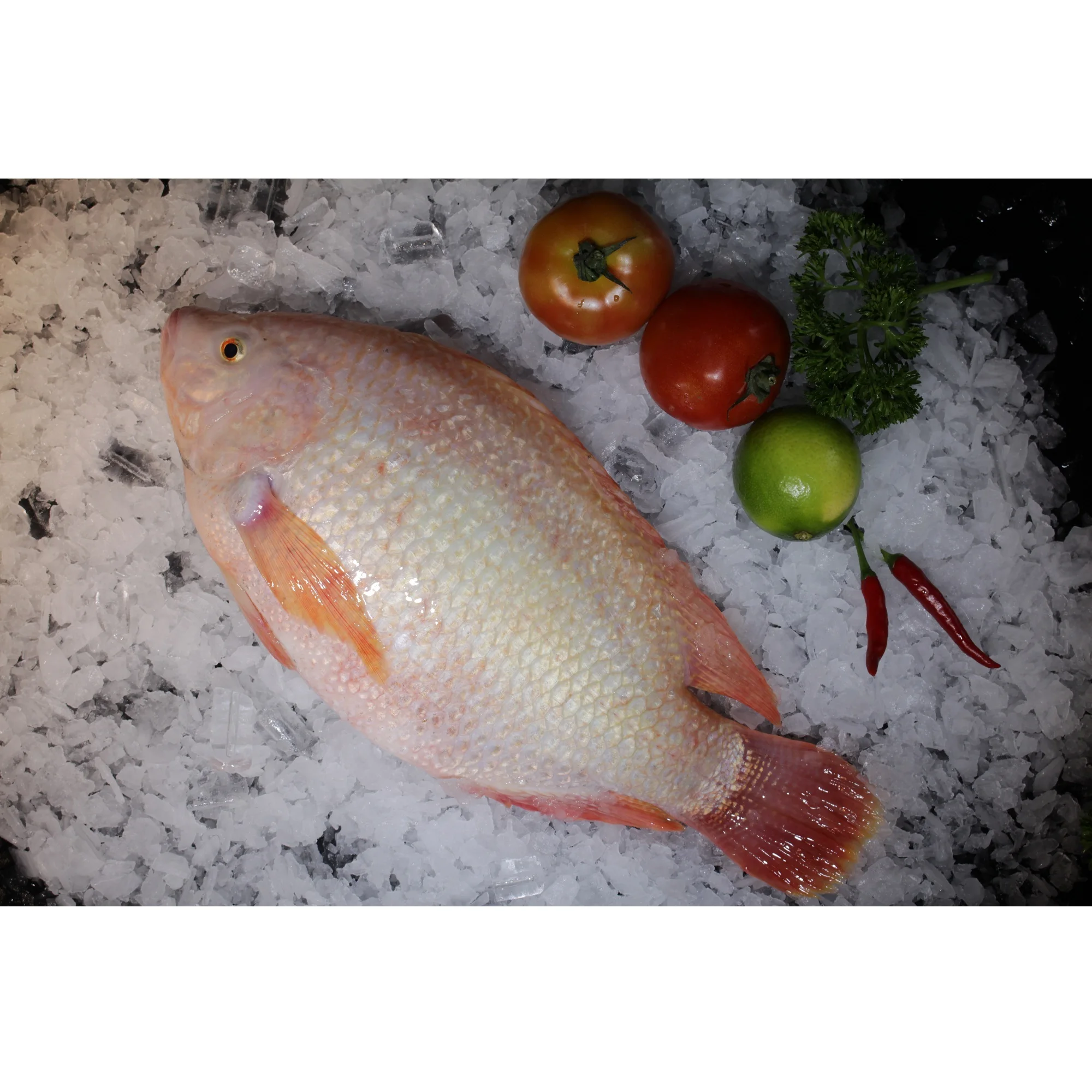 
Fresh High Quality Shelf Life 12 Months In Bag And Box Packaging Red Tilapia Fish 