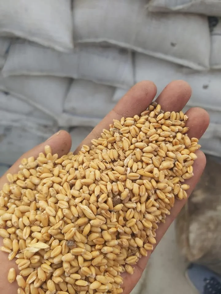 Wheat Best Quality For Human Consumption