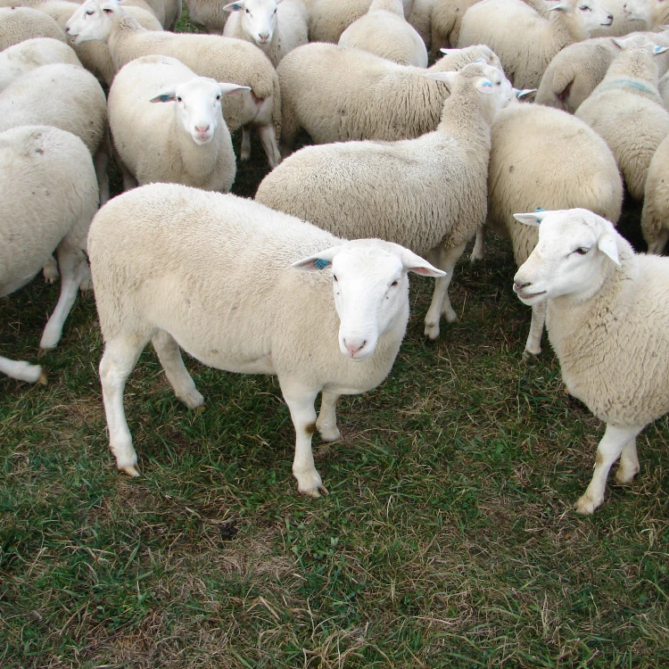
Alive Sheep, Awassi Sheep, Fat Tailed Sheep And Other Breeds For Sale 
