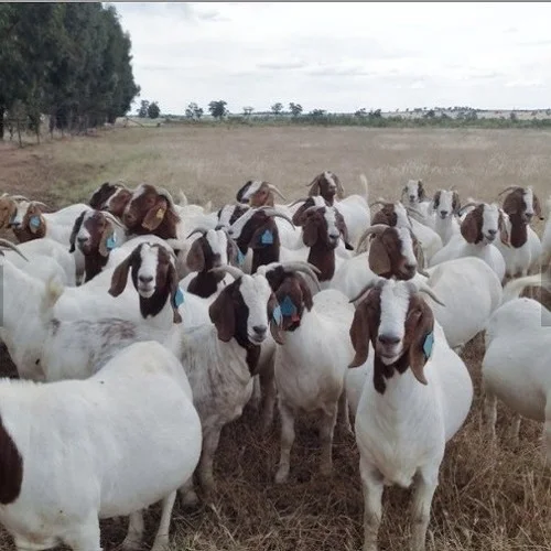
Boer Pure Breed Boer Goats 