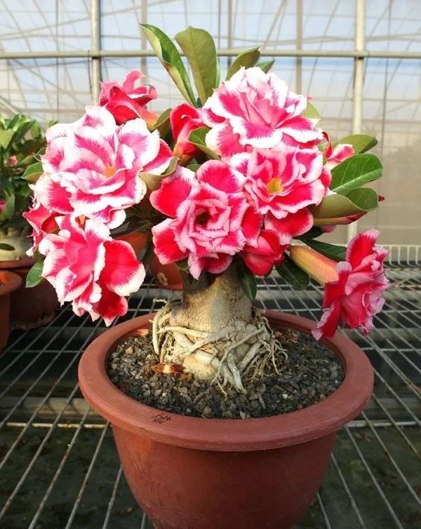 Арабикум адениум/аденум поставщик из Таиланда хорошее качество/Lina + 84 896 625 614