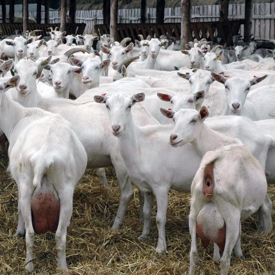 
Saanen alive / live Goat Ready For Sale 