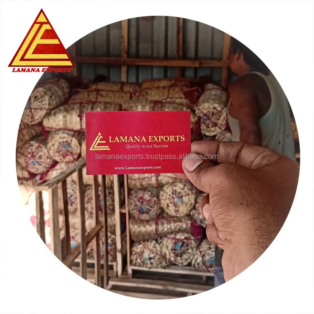 Rose Onion 27mm up Bangalore Rose for Malaysia Singapore Vietnam