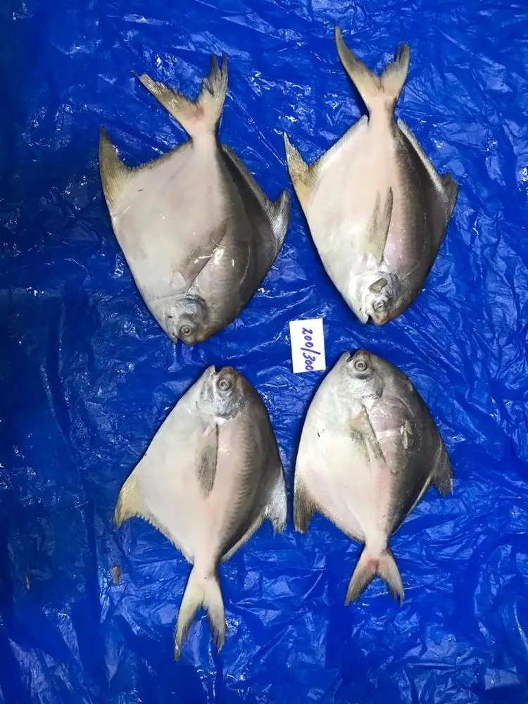 WHITE/SILVER POMFRET