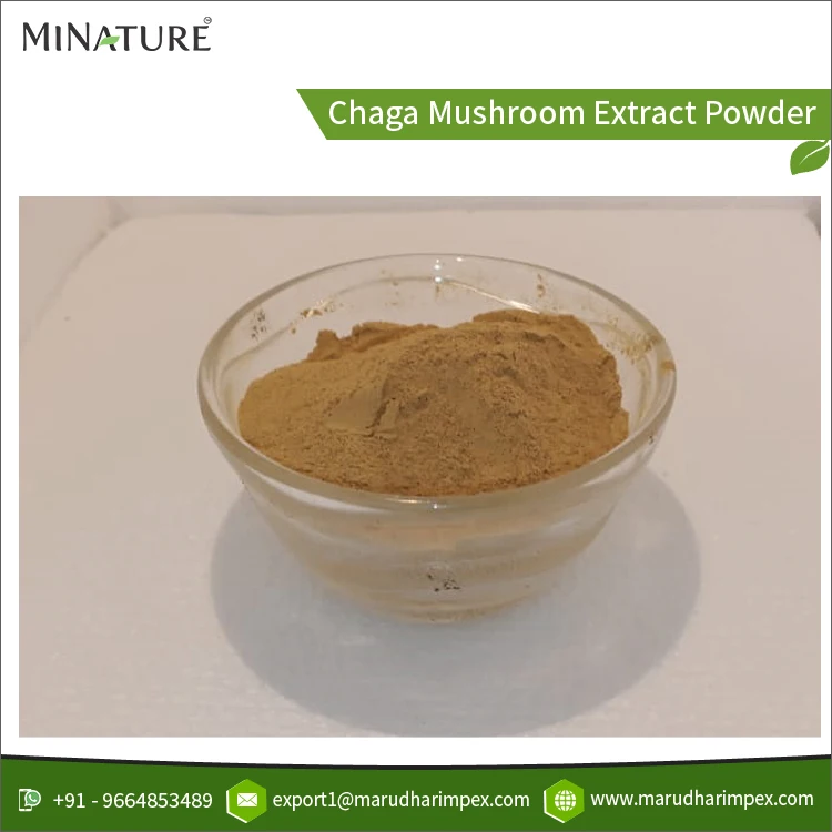 100% Pure Super Finest Quality Wholesale Selling Natural Chaga Mushroom Inonotus Obliquus Extract Powder