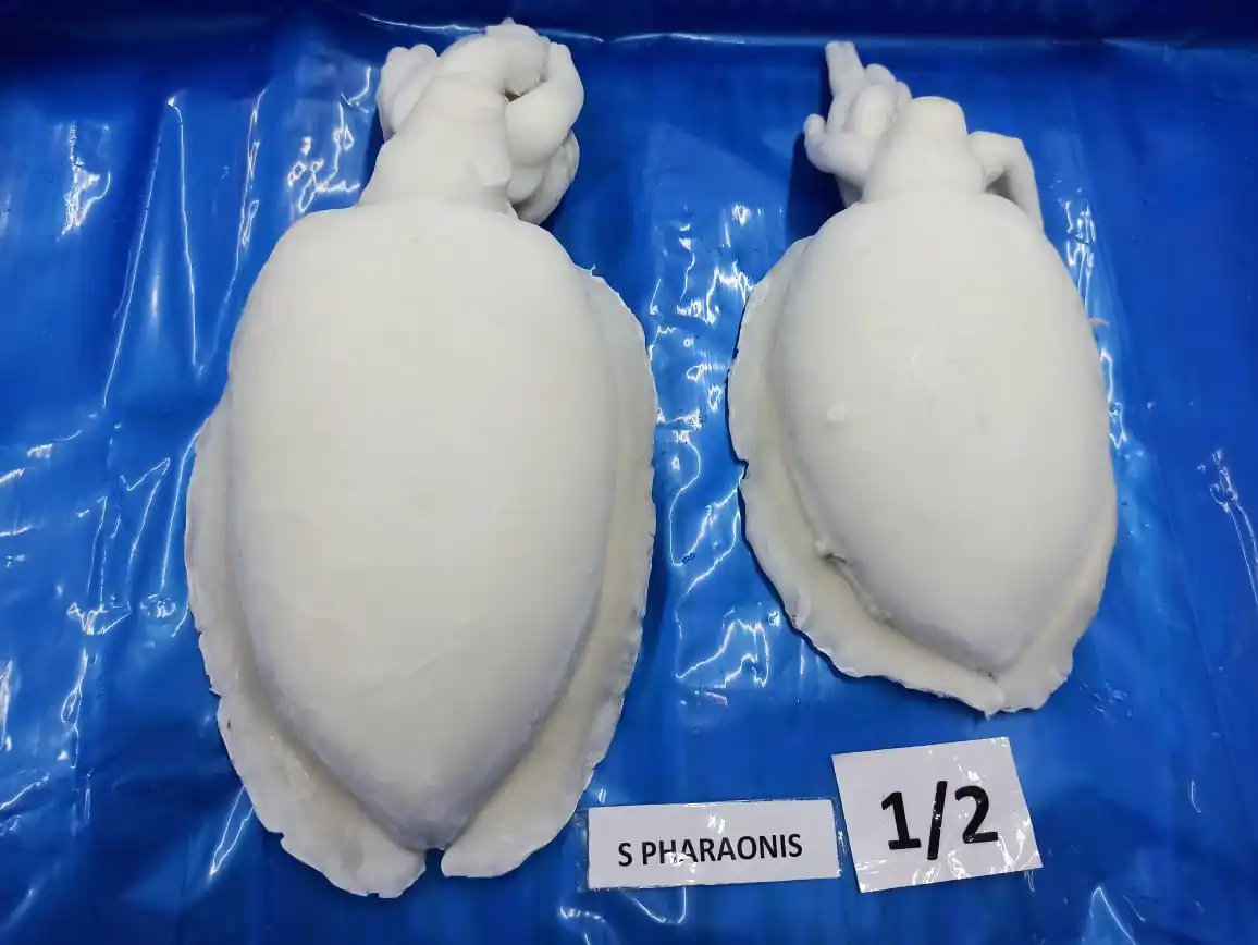 Top qiality Cuttlefish cleaned IQF from India