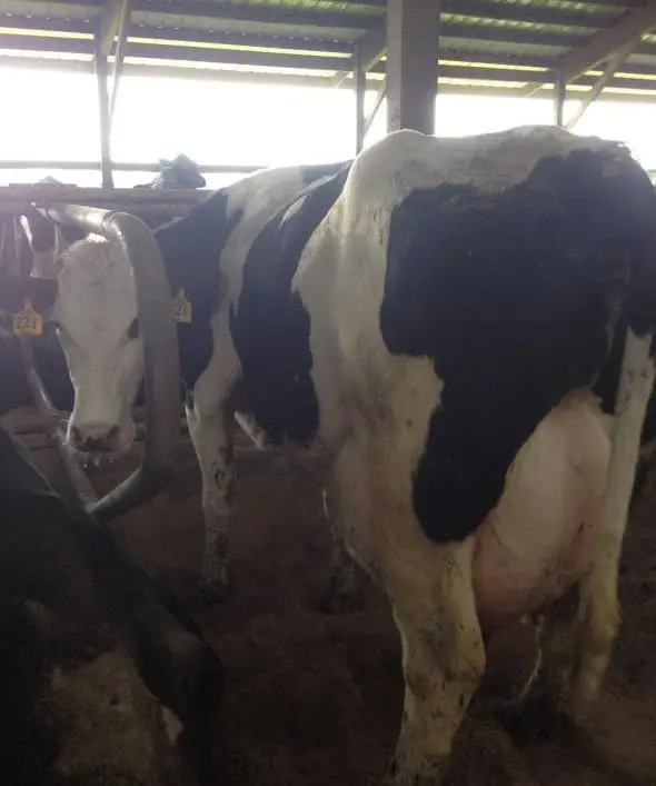 Качественные молочные коровы и беременные хифферы Holstein для