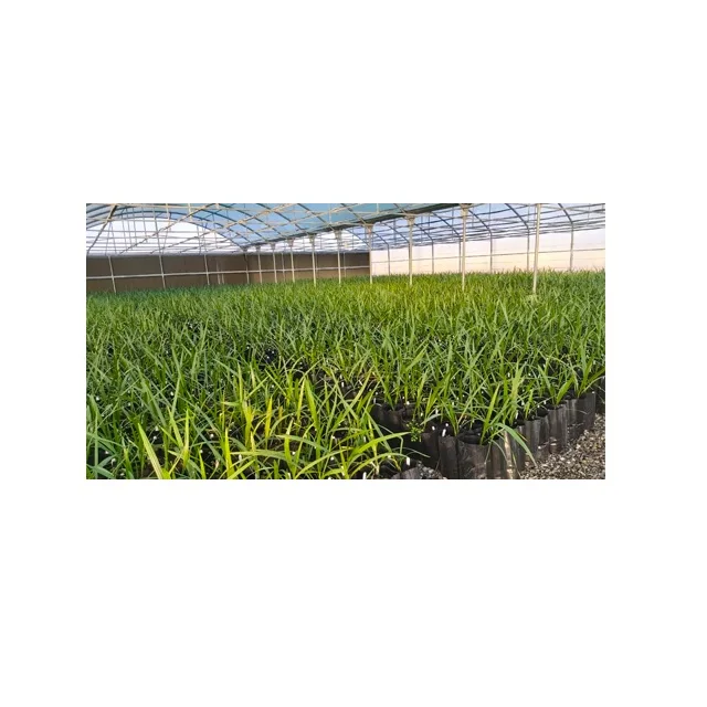 Quick Yielding Tissue Culture Seedlings Agri-Horti