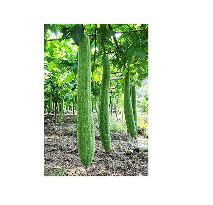 Vegetable Seeds High-yielding Hybrid From China Green Towel Gourd Seed Vegetable Seeds