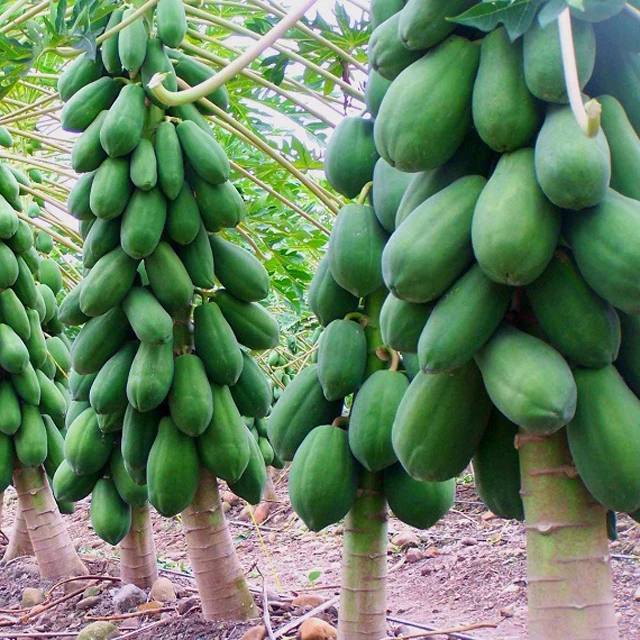 Свежий Супер вкусный вкус Премиум качество зеленый Папайя-экспорт цельных фруктов