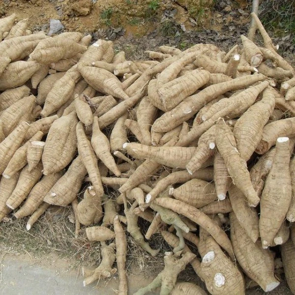 Свежие семена кассавы/крахмал тапиоки для продажи