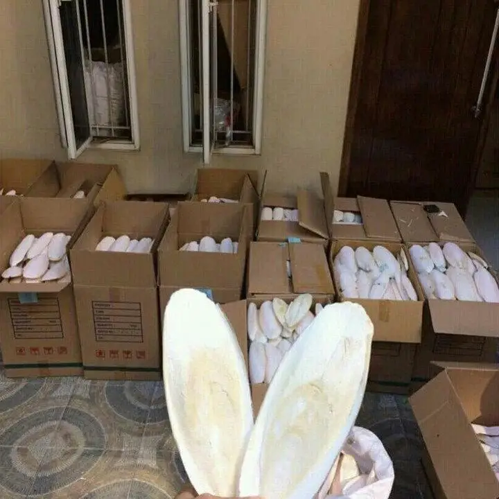 Wholesale Supplier CUTTLEFISH BONE/CUTTLEBONE from Viet Nam//Shyn Tran +84382089109