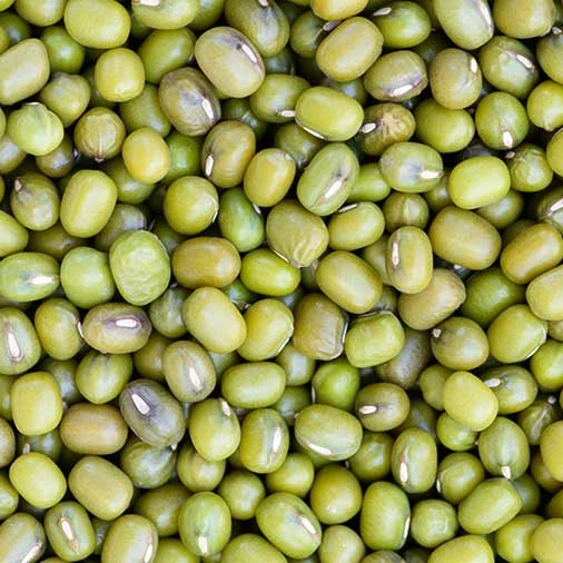 Wholesale Price For Green Mung Beans Export Dry Green Mung Bean