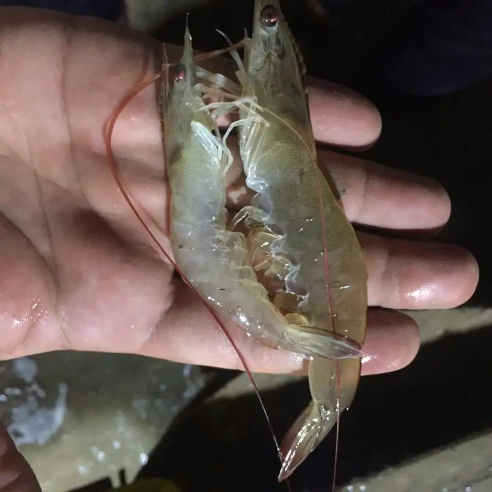 Тигровая креветка замороженная круглая черная оптом