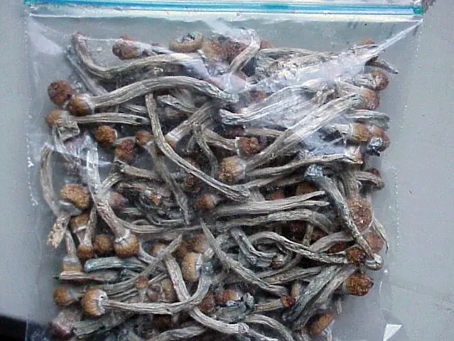 Magic Mushrooms Price Dried Black Morel Mushroom