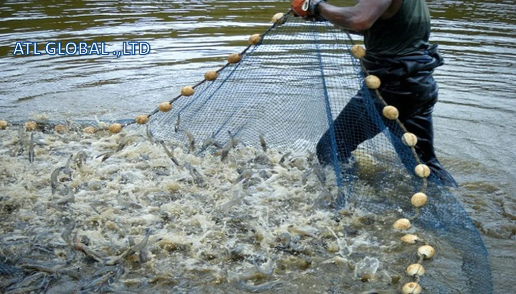 ATL GLOBAL - HLSO VANNAMEI SHRIMP WITH HIGH QUALITY FROM VIETNAM ( Whatsapp: +84975262928, Helen)