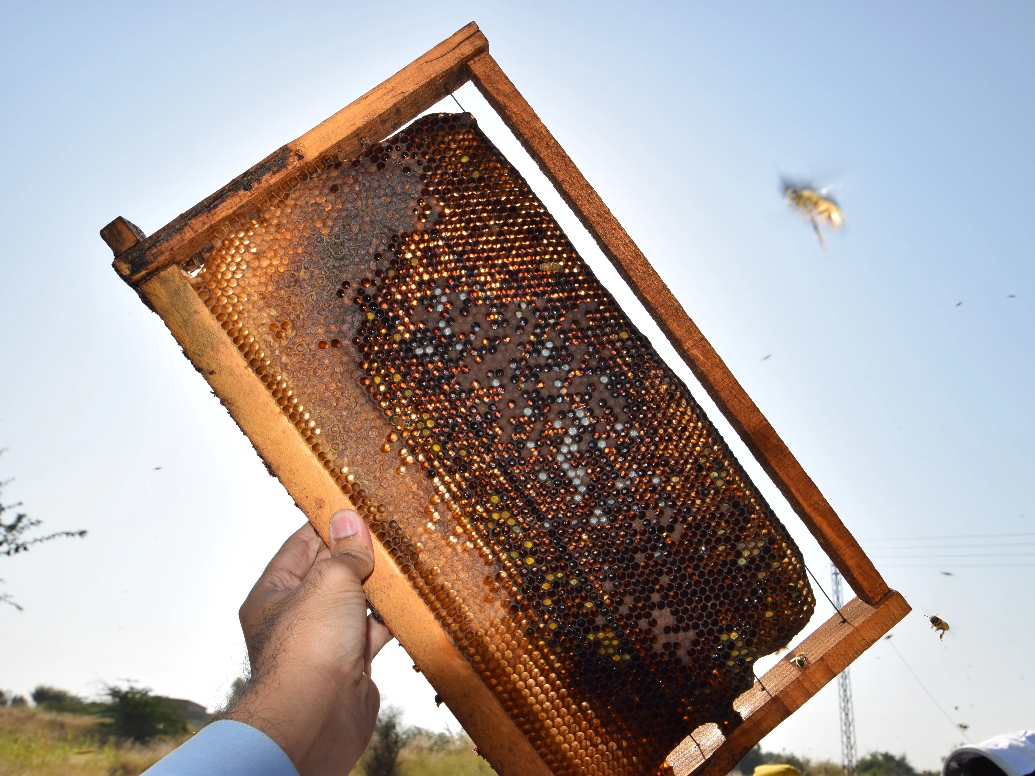 Acacia premium honey