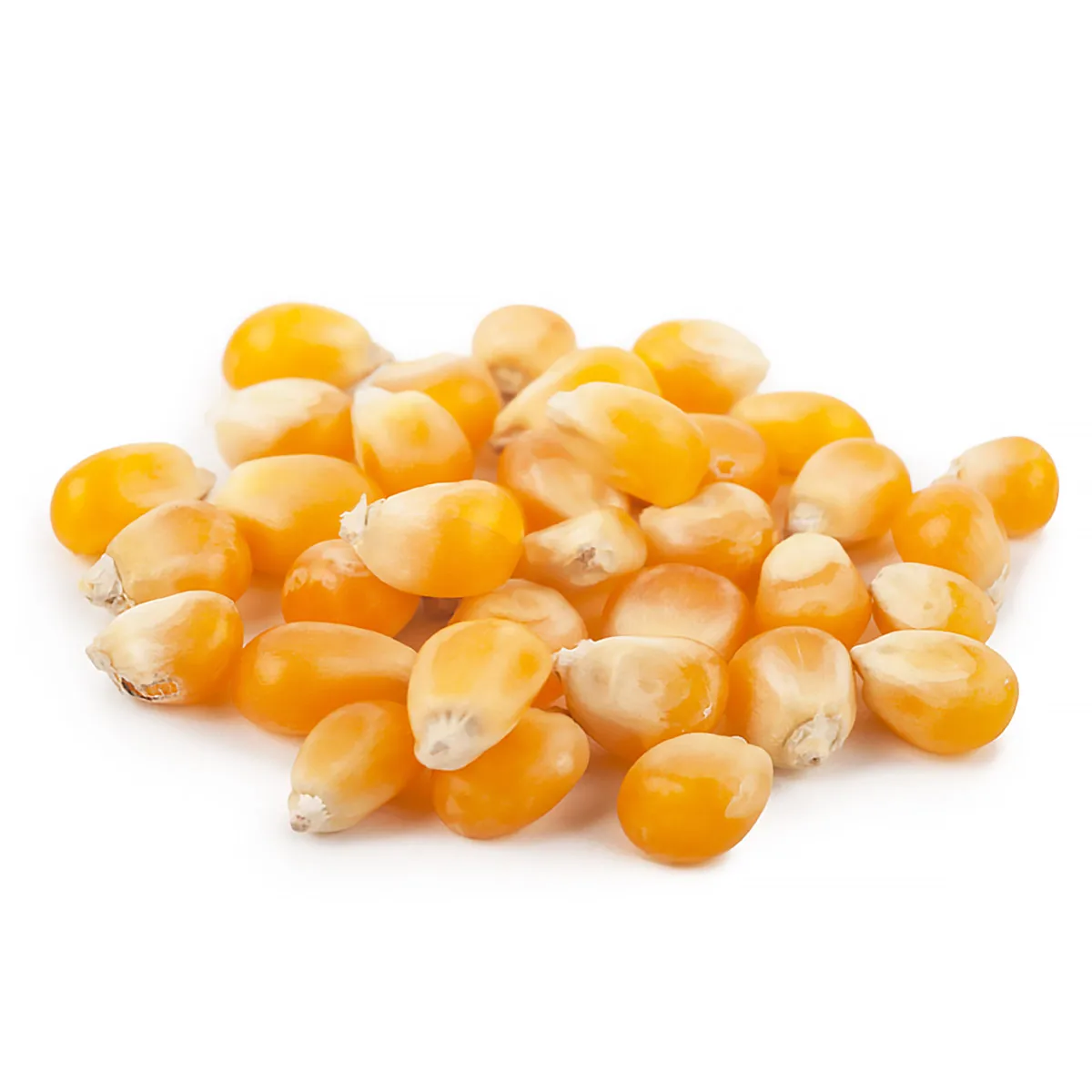 
High quality organic corn grain, agriculture product 