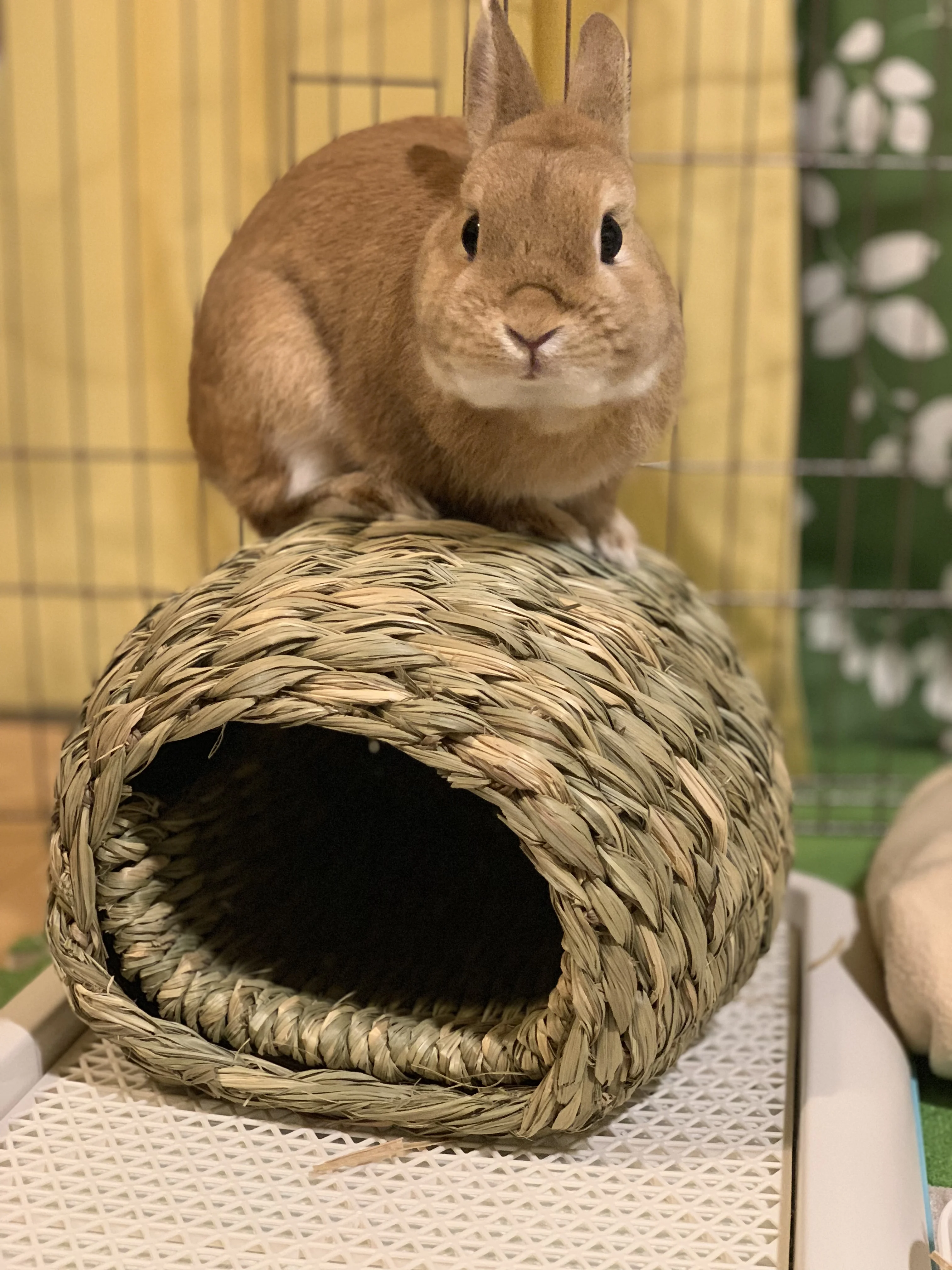 2022 New design natural wicker woven rattan pet dog