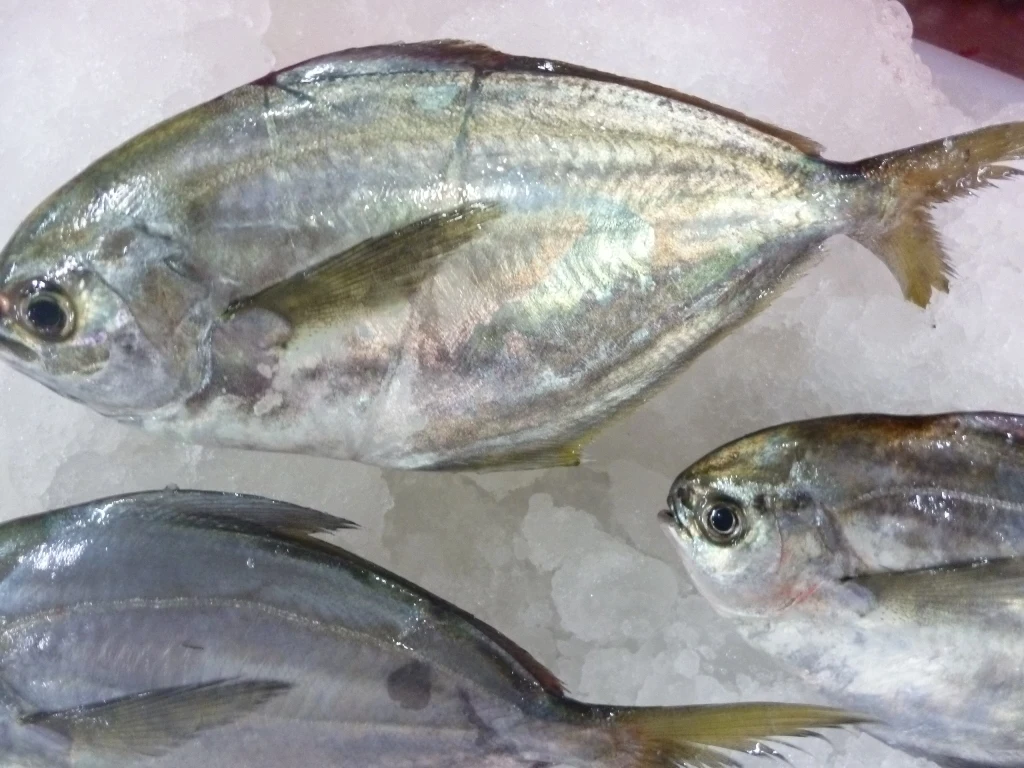 Butterfish Whole Round (Peprilus Medius)