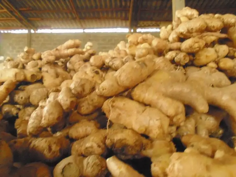 Свежий имбирь для экспортного контакта + 84963818434