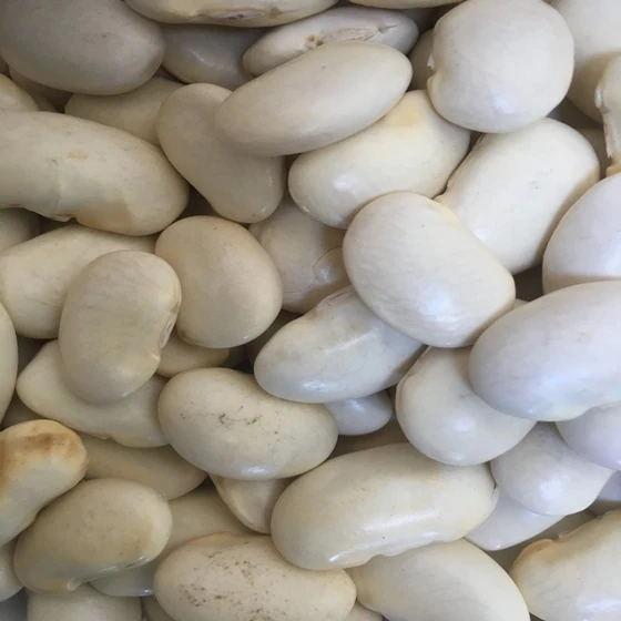
 Light speckled kidney bean LSKB Pinto bean butter bean size 200-220pcs  Немножечко крапчатые Фасоли LSKB Пинто фасоли масло зерен Размер 200-220 шт.