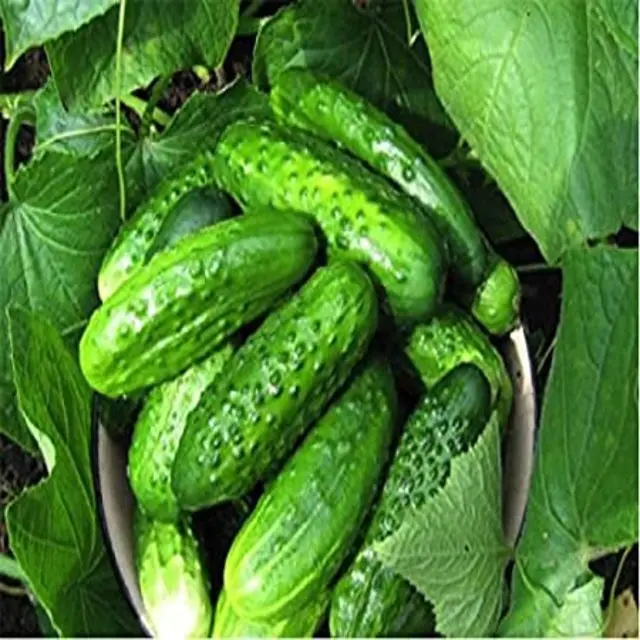 
Fresh pickling cucumbers / Baby gherkins in brine 2025 whats app +91 9884704296 
