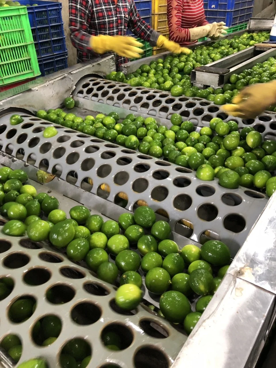 
Fresh Lime grade 1A new crop 2020 