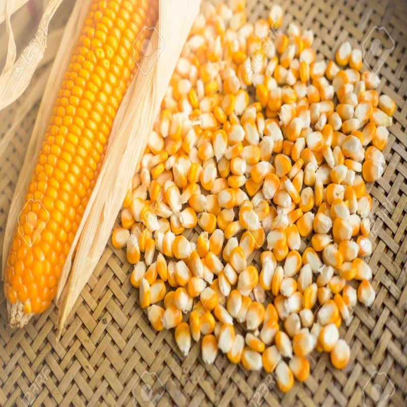 YELLOW MAIZE / YELLOW CORN FOR ANIMAL FEED