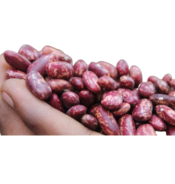 Crop 2021 October wholesale high quality from Uzbekistan bags 25 kg natural dried red speckled kidney beans