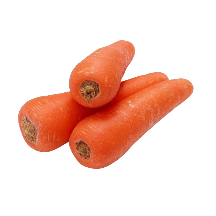 Manufactory direct carrot fresh vegetable in low price